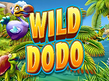 Wild Dodo