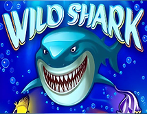 Wild Shark